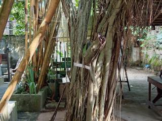 Surf Kin Garden Inn - 8