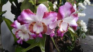 Manuk Dewata Villa - 6