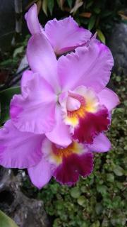 Manuk Dewata Villa - 7