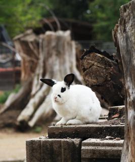 Gasthof Schönau - 4