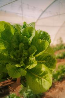 Sheikh Ali Dahab Resort - 7