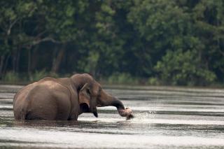 Wilpattu Tree House - 7