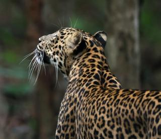 Wilpattu Tree House - 4