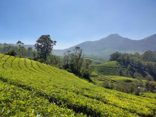 Munnar Valley View - 8