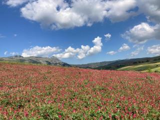 Albergo BELVEDERE - 9