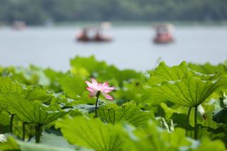 Lotus Glade Hotel - 1