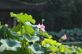 Lotus Glade Hotel - 1