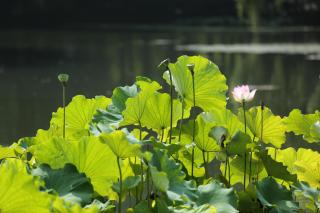 Lotus Glade Hotel - 2