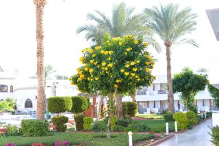 Viva Suites Sharm El Sheikh - 9