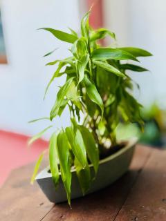 Dimuthu Cottage Hiriketiya - 2