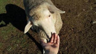 Rocks & Roses Farm stay - 9