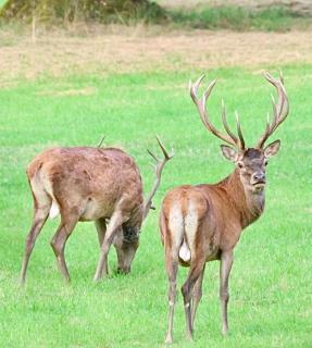 Chalet Woodyoustay - Theux - 9