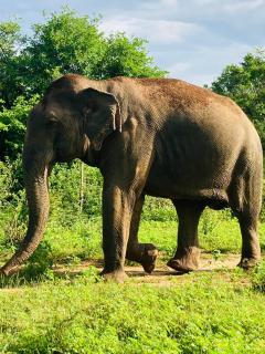 suncity privacy cottages - 3