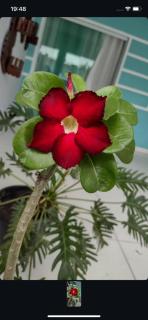 Quarto em caldas do jorro - 1