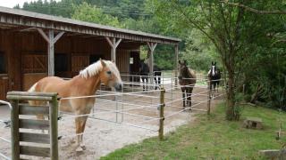 Ride & Relax Ferienwohnung, FeWo, Kurzurlaub - 8