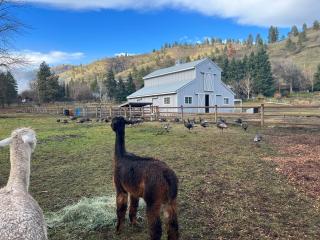 RV Stays at Handsfull Farm site only - 9