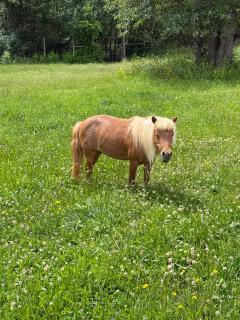 RV Stays at Handsfull Farm site only - 1