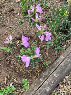 Cave view Cottages - 5