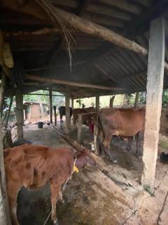 Diyaluma Villa Resort - Koslanda - 1