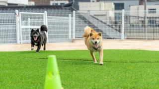 Gapyeong Ddobagi Pet & Spa Glamping - 2