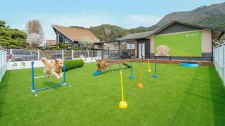 Gapyeong Dangdangi Pet Pension Green - 3