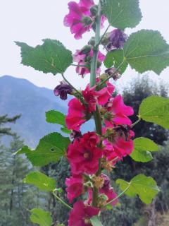 Old Is Gold Mudhouse Tandi Jibhi - 3