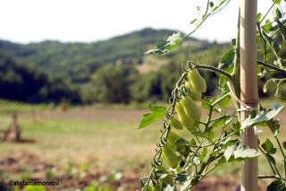 Ca' D'la Pèisa - Murisengo - 1