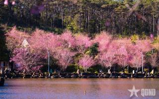 Phố Mây Homestay-Măng Đen - 0