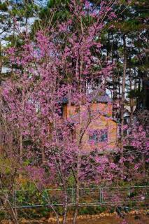 Phố Mây Homestay-Măng Đen - 2