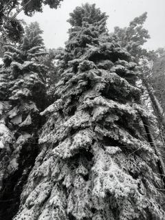 Фокс Хаус FOX HOUSE - 2