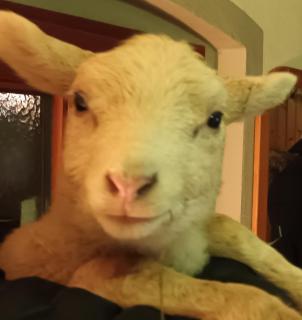 Landhaus Pieper - Hohnstein - 4