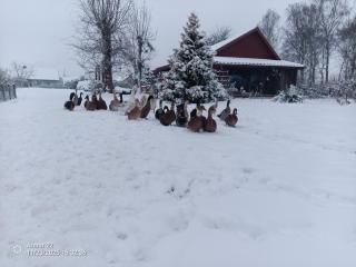 Agroturystyka Kaszmir Janów Podlaski - 3