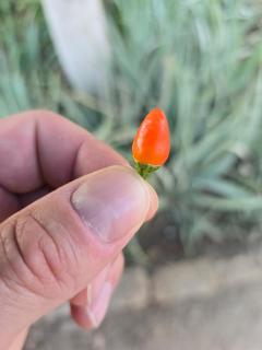 Eshyan Guest House - 4