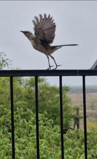 Casa vista al Rio Parana Vuelta de Obligado - 2
