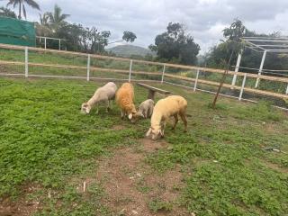 Peaceful Eco Farmhouse Stay on 7 and half Acres of land - 8