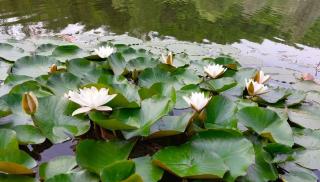 VIVA LA VIDA Lake house - 4