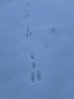 "FEWO Am Kurpark", Braunlage mit Balkon, kostenlosen Parkplatz und WLAN - 8