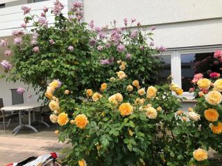 Ferienwohnung Wolfurt - 2