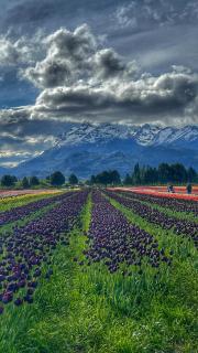 La Floral Lodge de Cordillera - 3