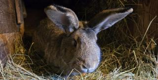 Landhaus Pieper - Hohnstein - 8