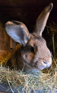 Landhaus Pieper - Hohnstein - 9