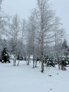 Борово ухание Говедарци Pine scent Govedartsi - 7