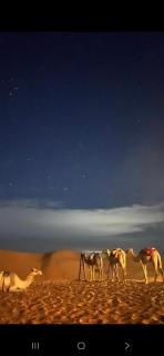 شاليهات رمال بديه - 3