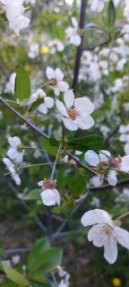 Sakura No Ie - San Carlos de Bariloche - 6