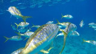 Villa Sago - Grand Turk - 6