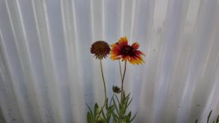 Terrazas de la Corona - 7