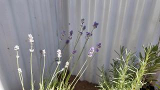 Terrazas de la Corona - 8