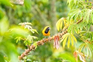 Hacienda Santa Bárbara Coffee Farm - 3