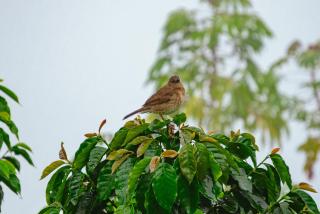 Hacienda Santa Bárbara Coffee Farm - 1