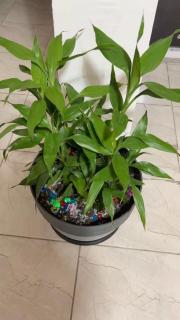 Gabon Happiness House Tivoli - 7